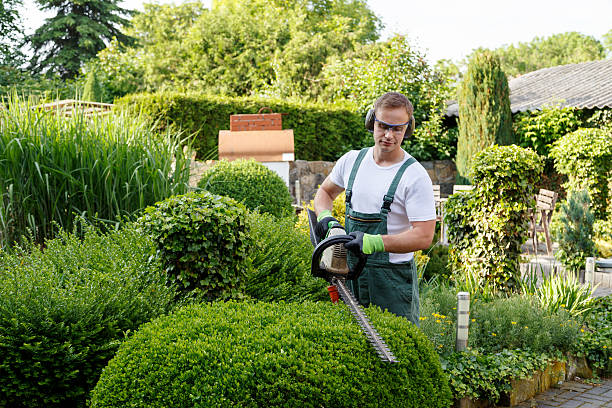 Best Lawn Fertilization  in USA